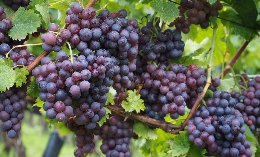 Image 7: Mix de plantes de vigne