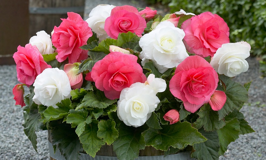 Image 3: Begonia 'Nonstop Berries & Cream' Mix - 5, 10 or 20 Bulbs