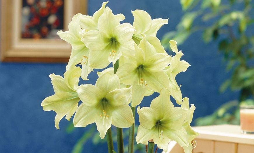 Image 4: Amaryllis Hippeastrum Bulbs 