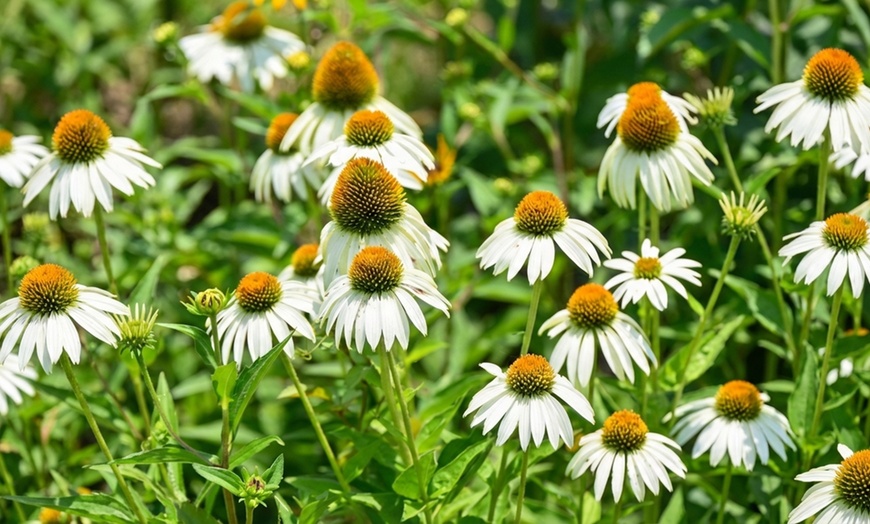 Image 5: Pack di fiori per aiuola di NatureNest