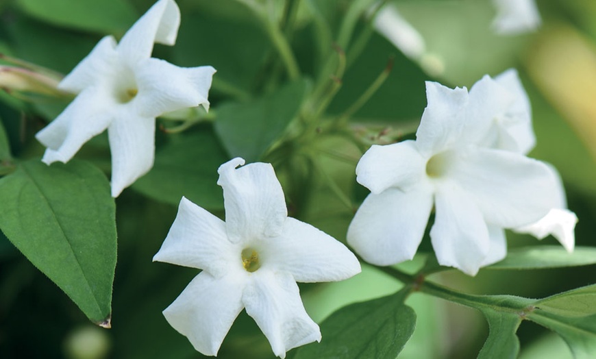 Image 4: One, Two or Three Jasminum Officinale Potted Plants