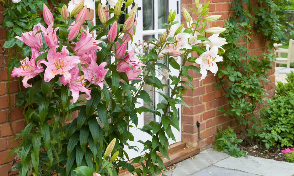 Skyscraper Lily Collection - 6, 12 or 24 Bulbs - Image 4