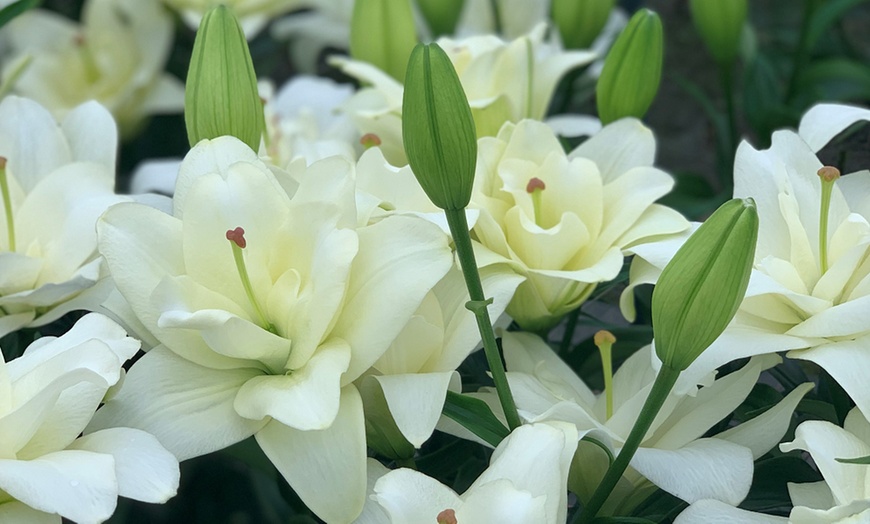 Image 5: Double Pollen Free Lily Collection - 2 or 10 Bulbs