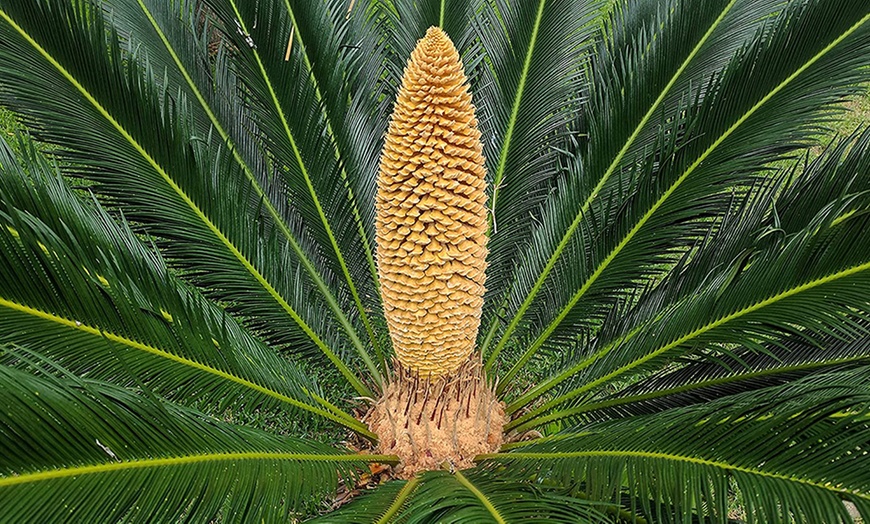 Image 2: 1x oder 2x kleiner oder großer Japanischer Sagopalmfarn