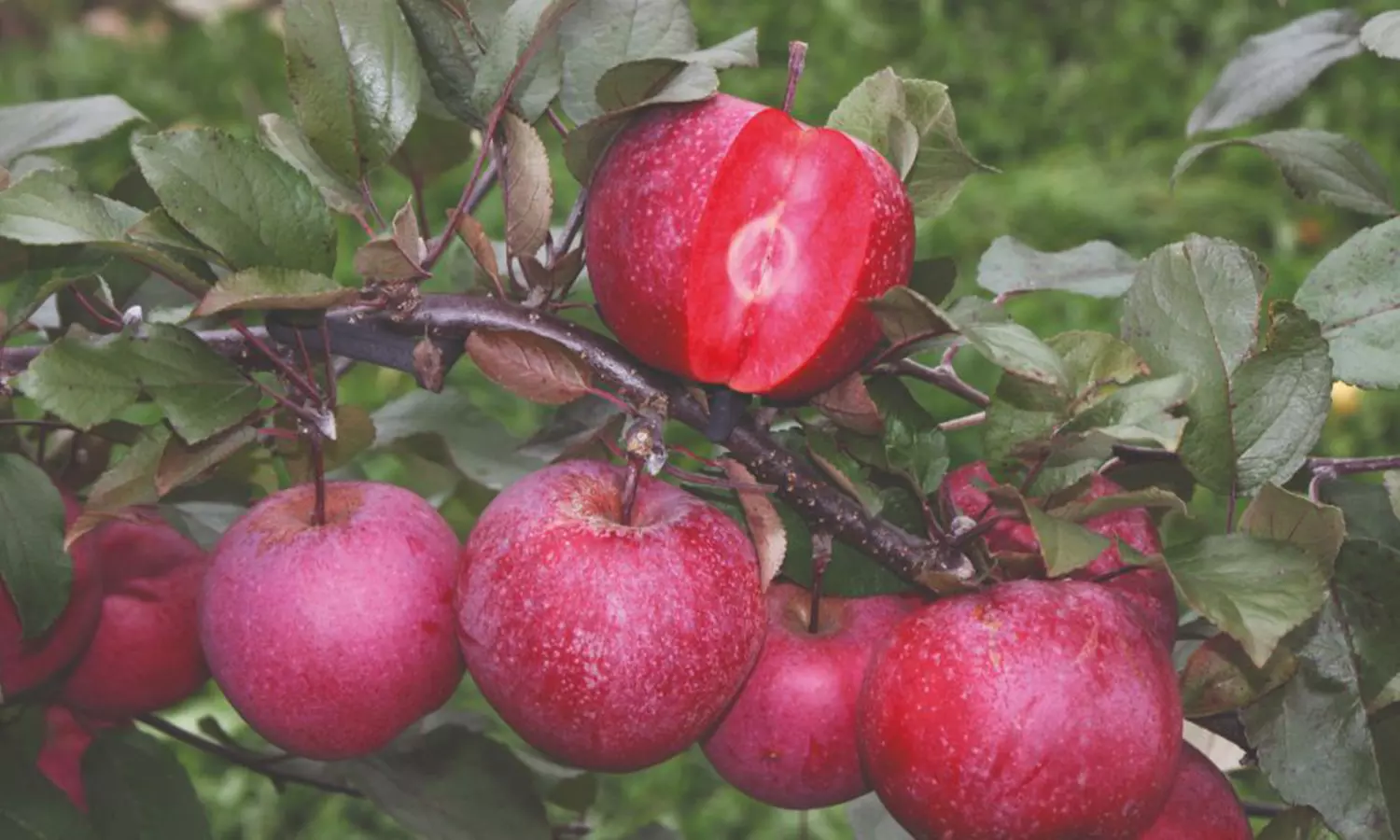 Patio Fruit Trees - Apple, Cherry, Pear, or Plum - Potted Plants