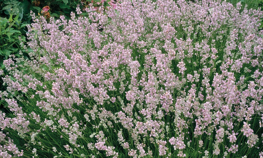 Image 2: Up to 10 Pink Lavender Rosea Plants