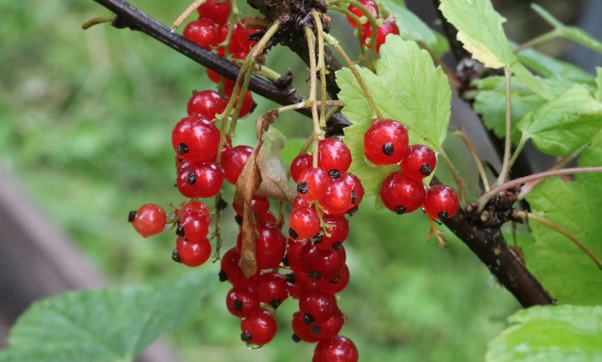 Image 7: 4 of 8 Wilde bos fruitplant