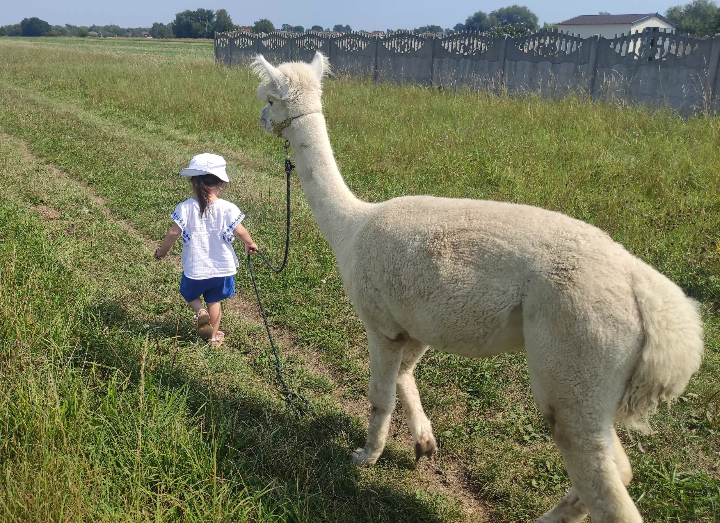 Wybierz się na spacer z alpakami po malowniczych łąkach – dla 1-6 osób