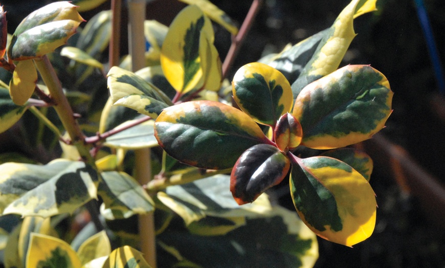 Image 3: Festive Holly Golden King Plant