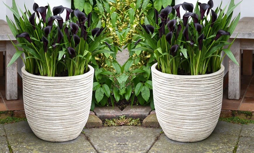 Image 5: Black Calla Lily in 13cm Pot