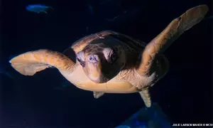 New York Aquarium Admission for One Child or Adult