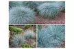 Set de 4 ou 8 fétuques bleues (Festuca Glauca Elijah Blue) de Gardenzo, 20 à 38 cm à la livraison - Image 3