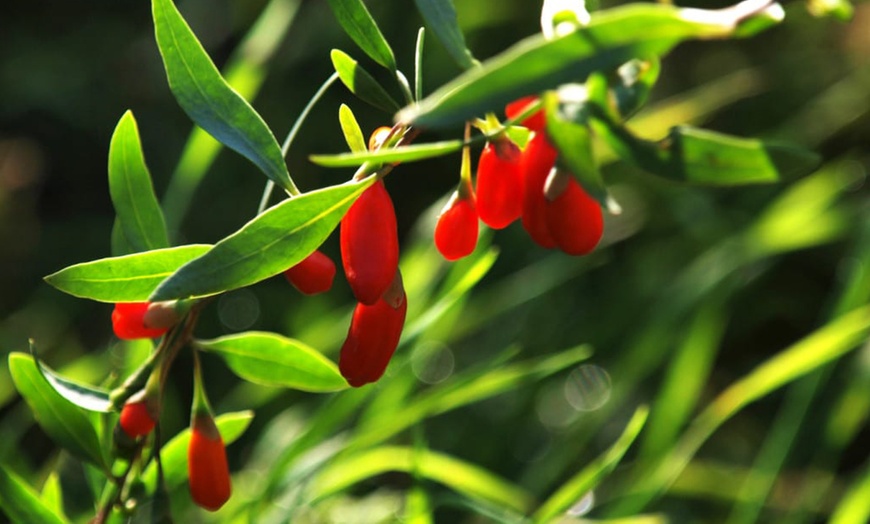 Image 3: 3 et 6 plants de baies de Goji