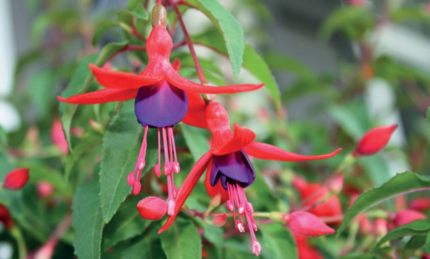 Image 1: Fuchsia Riccartonii Hardy Shrub - One or Three Plants