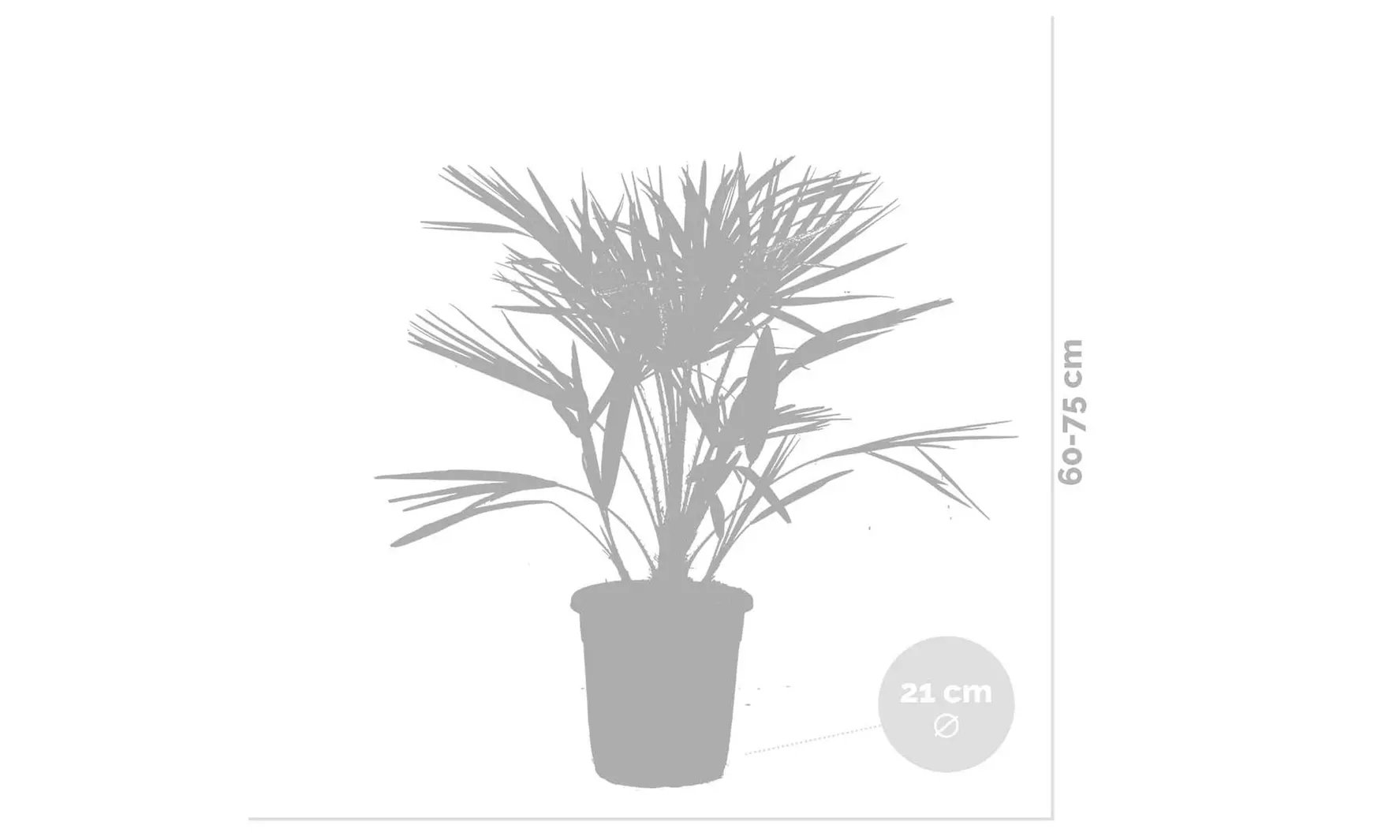 Palmier nain européen rustique Chamaerops "Humilis"