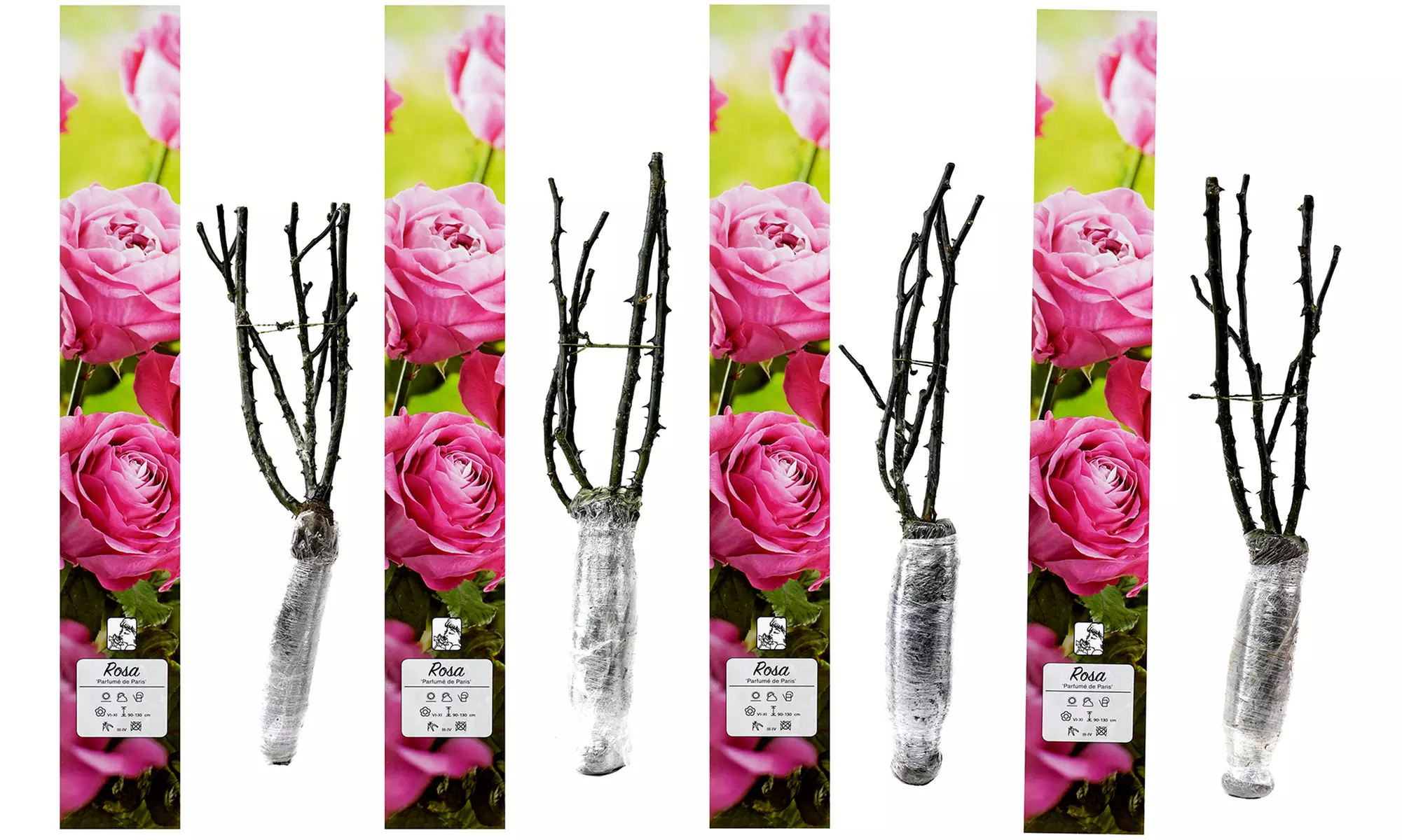 4er-Set großblütige Duftrosen