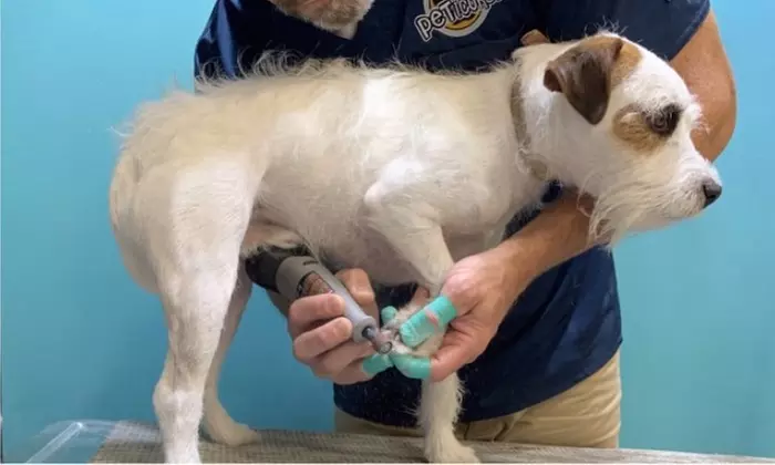 Nail Trimming for a Dog at Peticured - Pet Nail Specialists (Up to 33% Off) - Primary Image