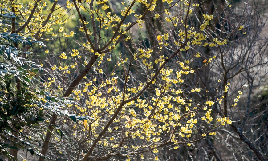 Image 5: Chimonanthus Praecox Wintersweet - 1 or 2 Potted Plants