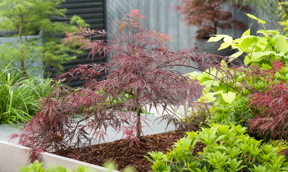 1x oder 2x Dunkelroter Schlitzahorn (Acer palmatum) 'Garnet' - Primary Image
