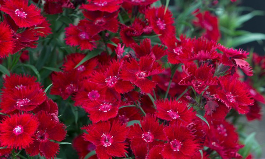 Image 3: One or Three Fragrant Dianthus 'Rocking Red' Potted Plants