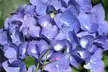 Lot de 3 ou 6 plants de Hydrangea Macrophylla, coloris au choix - Second Medium