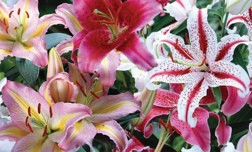 Image 5: Giant Scented Lily Oriental Mixed Collection - 24 or 48 Bulbs