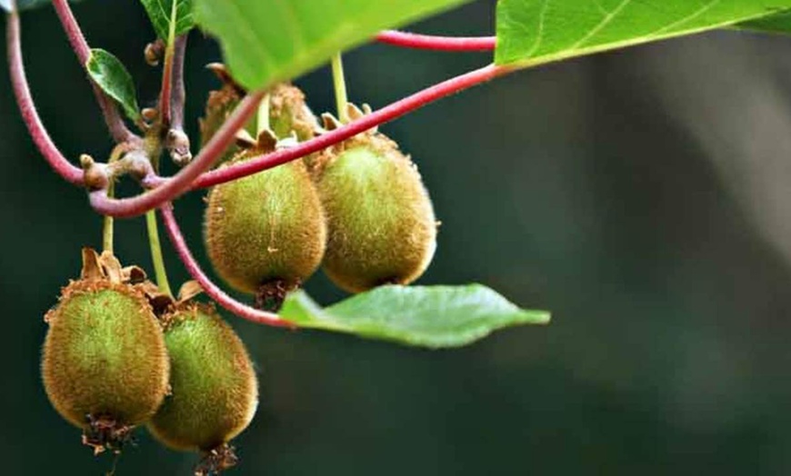 Image 2: 3 o 6 piante di Kiwi Actinidia deliciosa Jenny