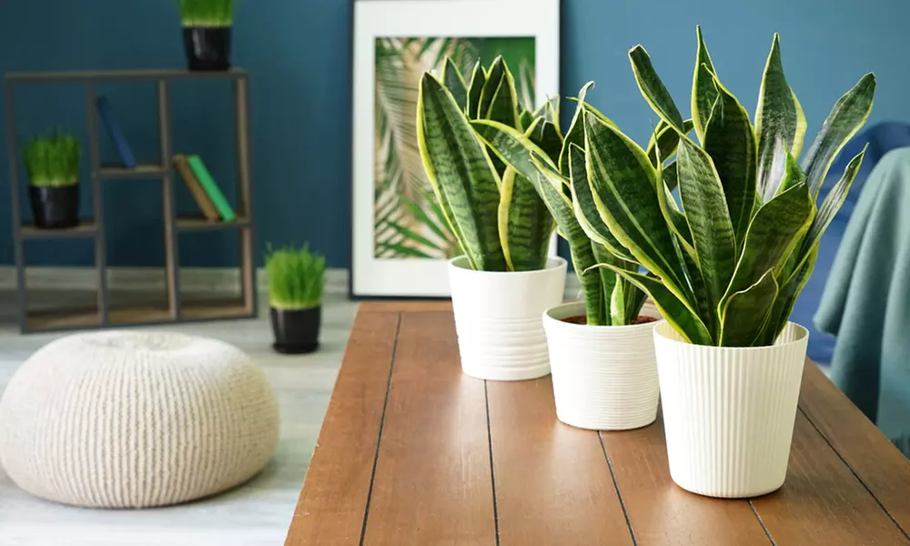 Sansevieria Snake Houseplant - 1 or 2 Potted Plants in 12cm or 19cm pots - Primary Image