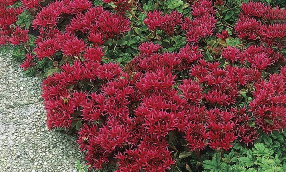 Red Creeping Sedum Potted Plants (6-Pack) - Primary Image