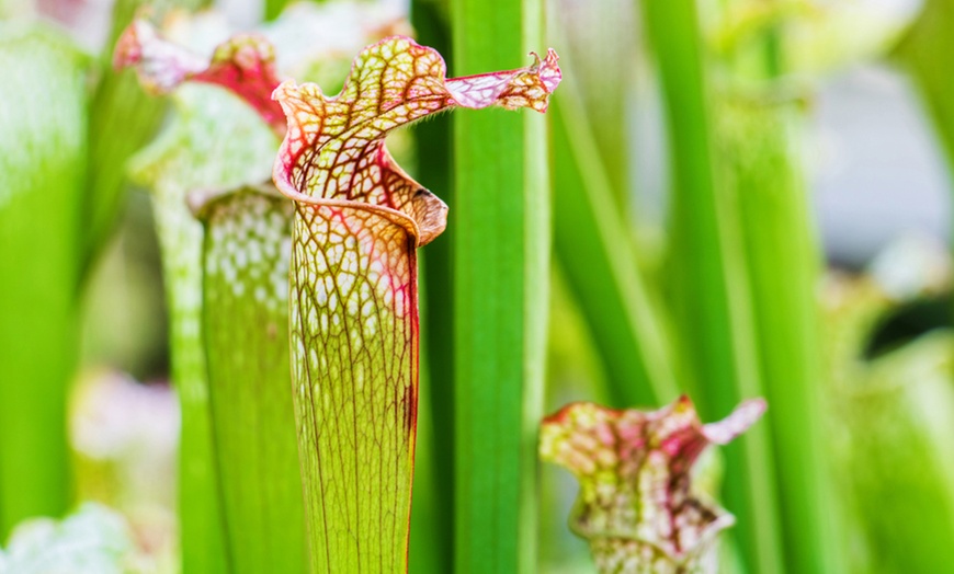 Image 7: Carnivorous Plants with Pots