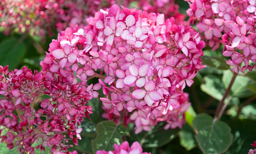 Image 2: Hortensia hydrangea "Ruby Annabelle"