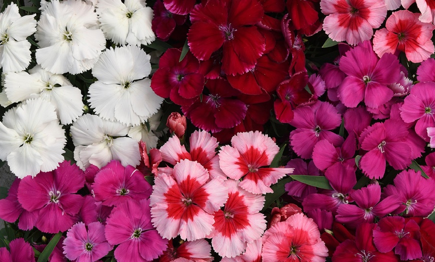 Image 4: Dianthus Carnation Coronet Mix - 24 or 48 Plants
