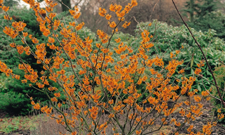 Image 3: Witch Hazel Tree