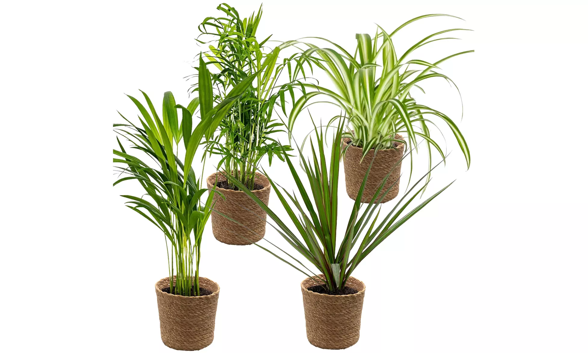 Set van 4 luchtzuiverende planten