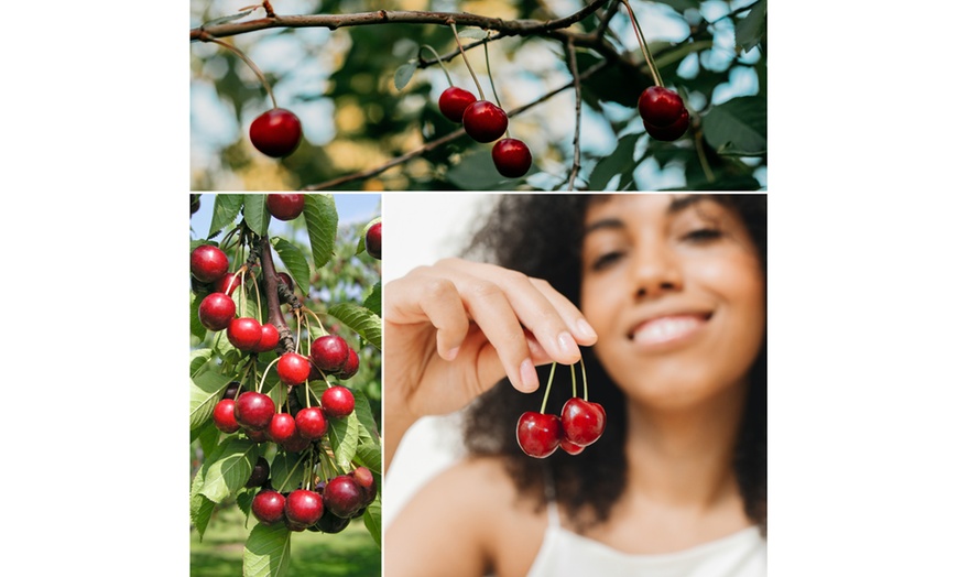 Image 5: Ensemble de 3 arbres fruitiers