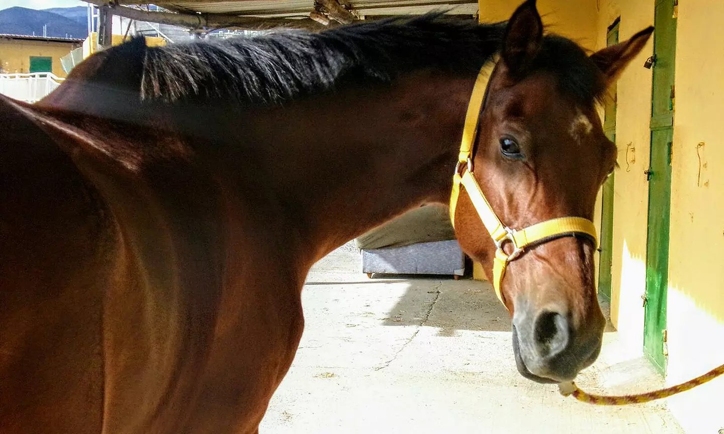 Paseo a caballo para 2