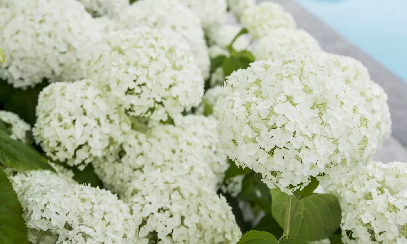 4er-Set Hortensie „Strong Annabelle“ mit Riesenblüten - Primary Image