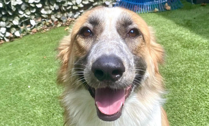 Image 3: 3 or 7-Night Dog Boarding Stay at Best Friends Pet Hotel