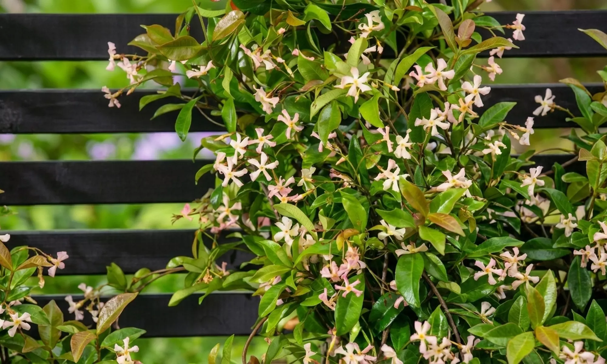 1 of 2 Toscaanse Jasmijnplanten XXL (110-120 cm)