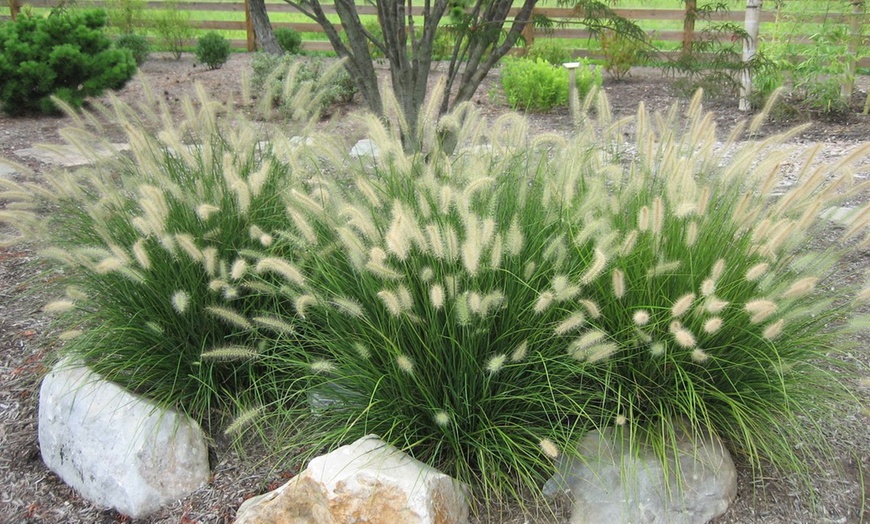 Image 3: Dwarf Fountain Grass Plants