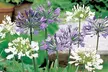 Agapanthus Blue & White Collection – 6 or 12 Plants - Second Medium