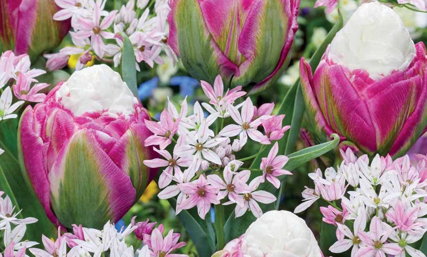 Image 1: Lot de 60 tulipes "Ice Cream" et "Alliums Caméléon"