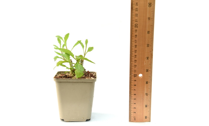 Image 2: Perennial Verbena 'Buenos Aires' – 1 or 3 Potted Plants