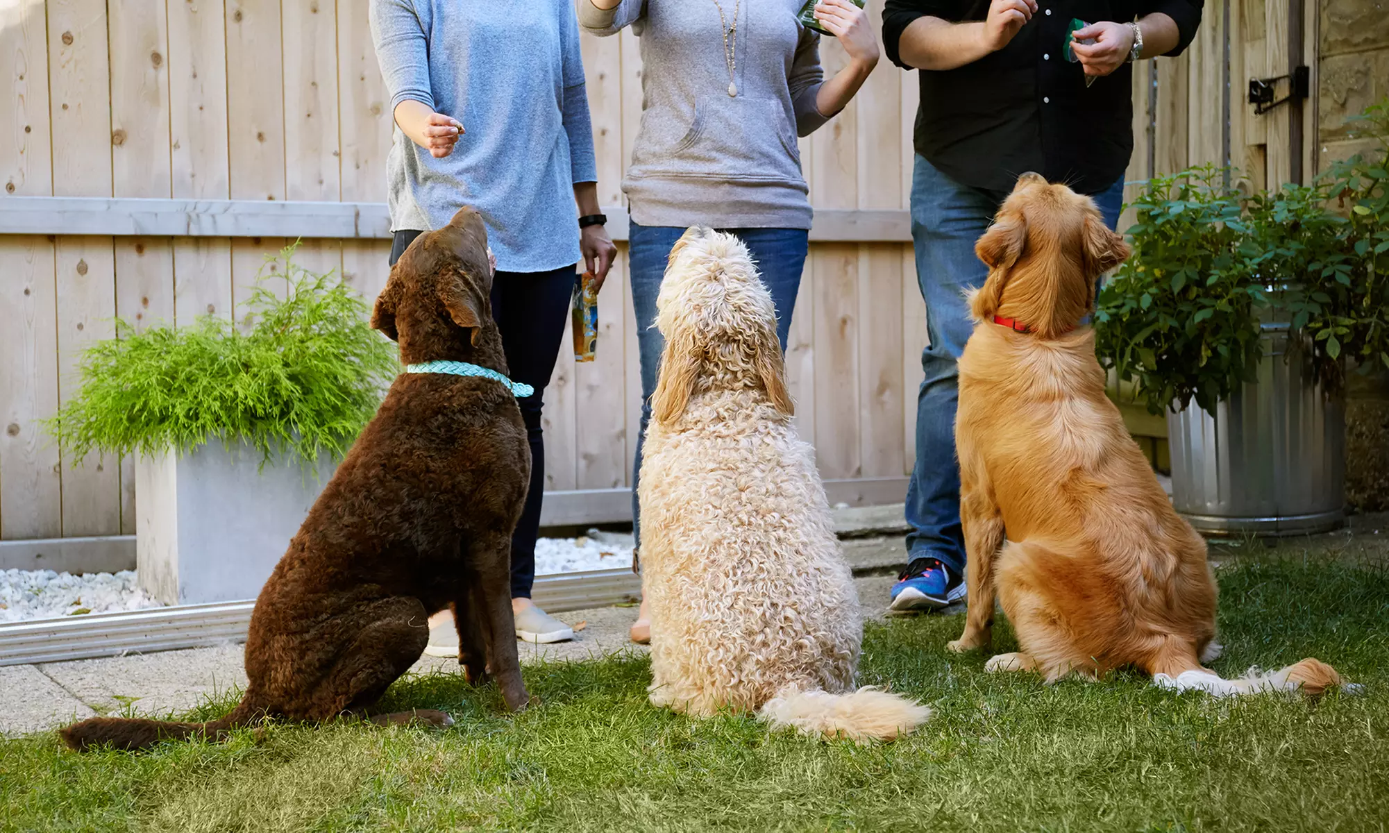 $1 for $2 Worth of Services — t&t pet sitting dog walking - Primary Image