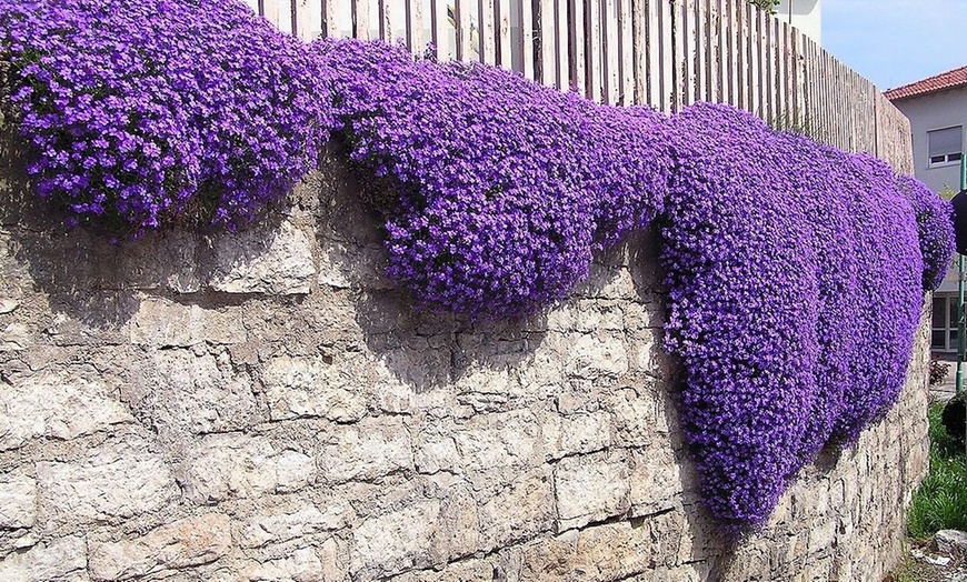 Image 2: Set van 3 of 6 'Hamburger Stadtpark' aubriètes