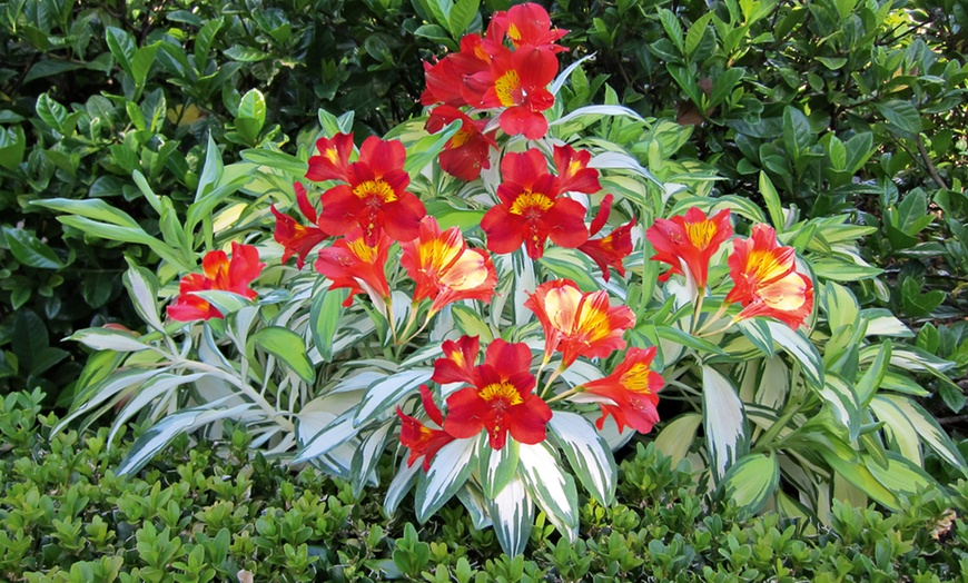 Image 3: Alstroemeria 'Rock 'n' Roll' Plant