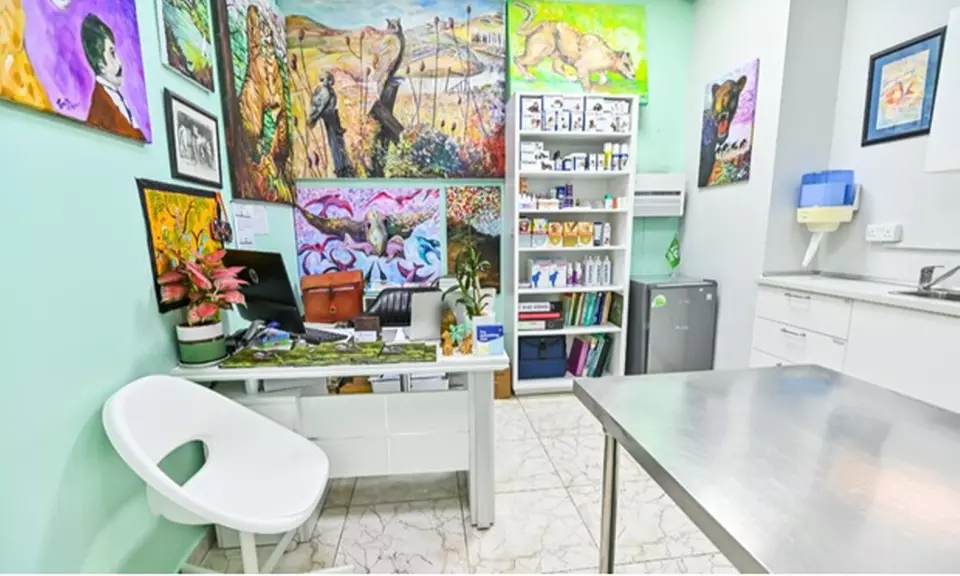 Veterinary Examination at Pet Connection Veterinary Clinic