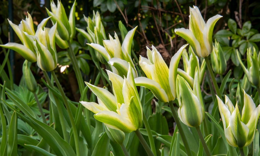 Image 3: 15 or 30 Tulip Green Star Bulbs