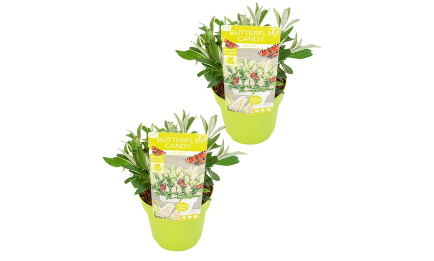 Image 6: 2 arbustos de las mariposas enanos, entregados en maceta