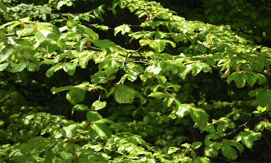 Image 2: 10 Green Beech Hedge Plants